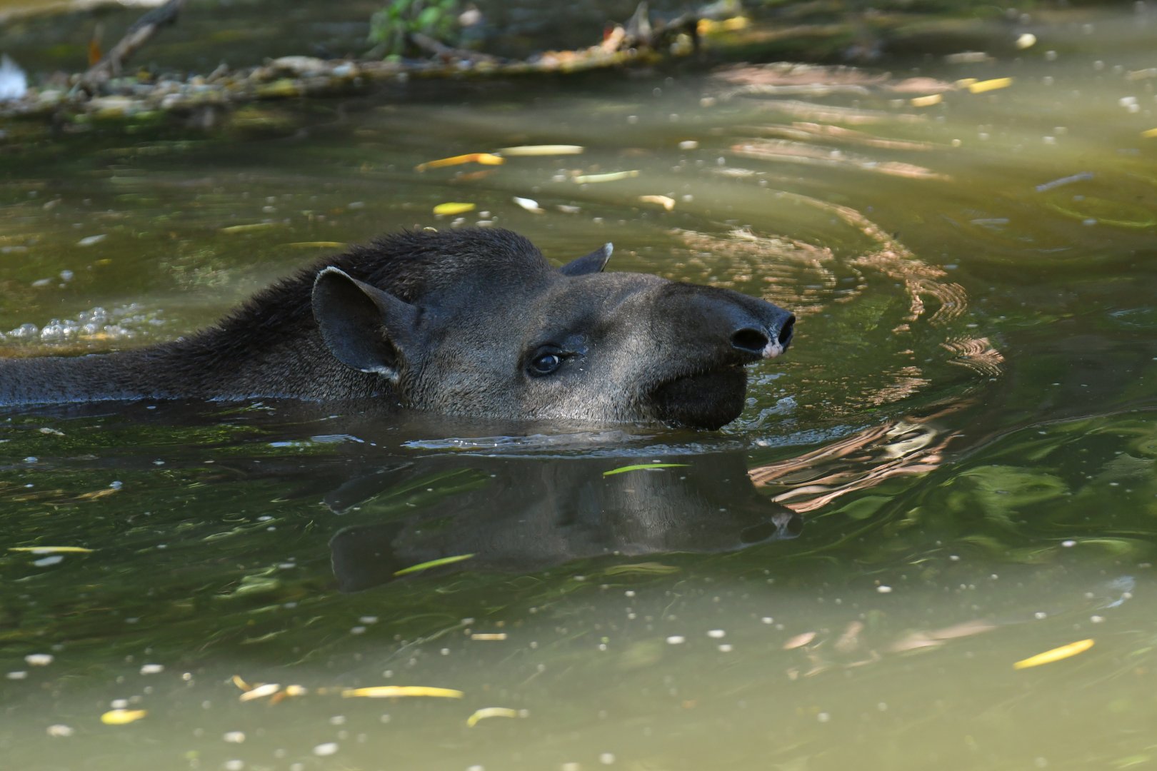 Brazilian tapir (Tapirus terrestris)