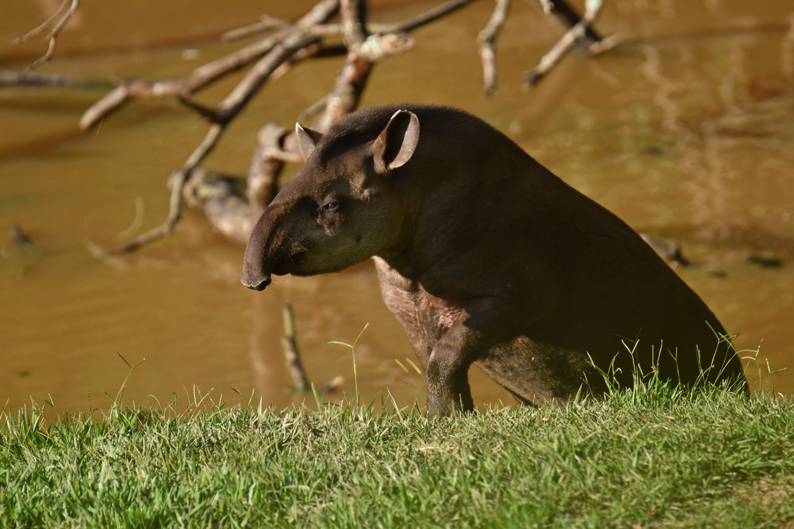 Brazilian tapir (Tapirus terrestris)