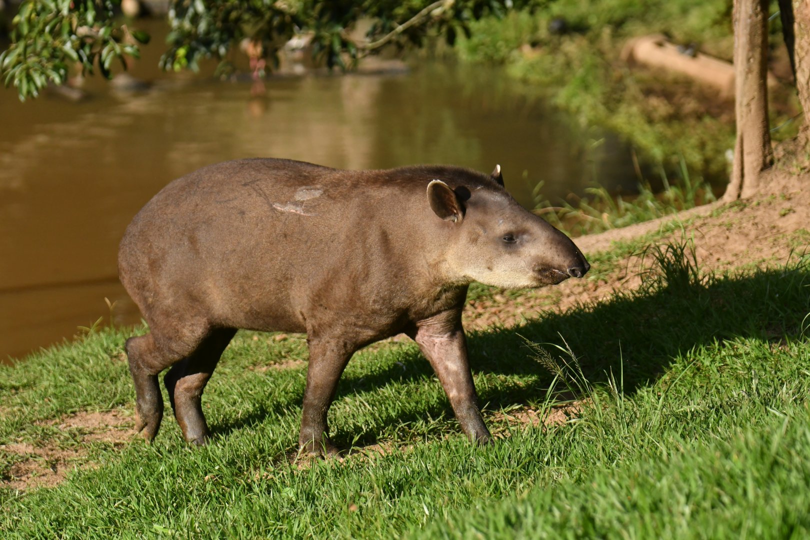 Brazilian tapir (Tapirus terrestris)