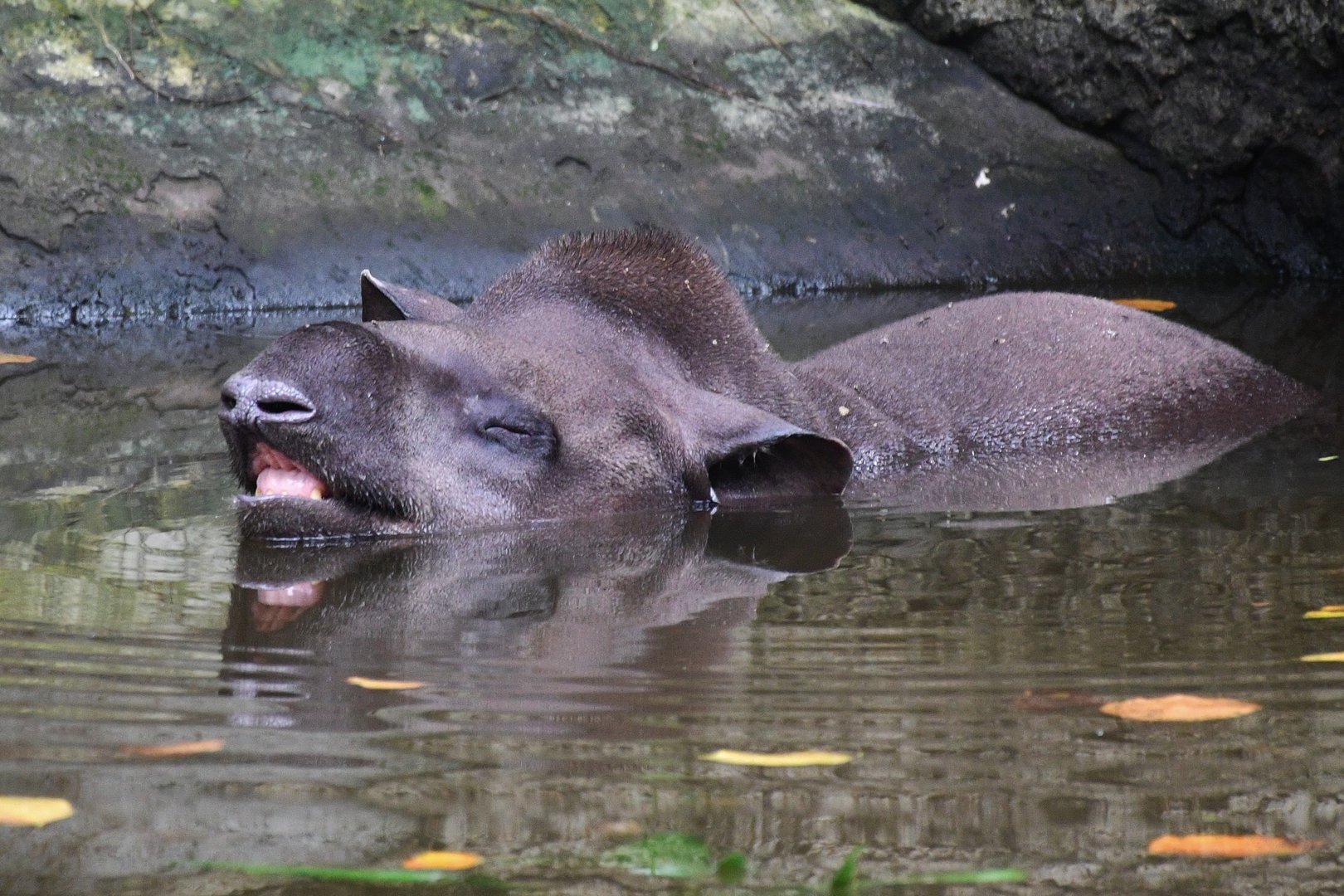 Brazilian Tapir (Tapirus terrestris)