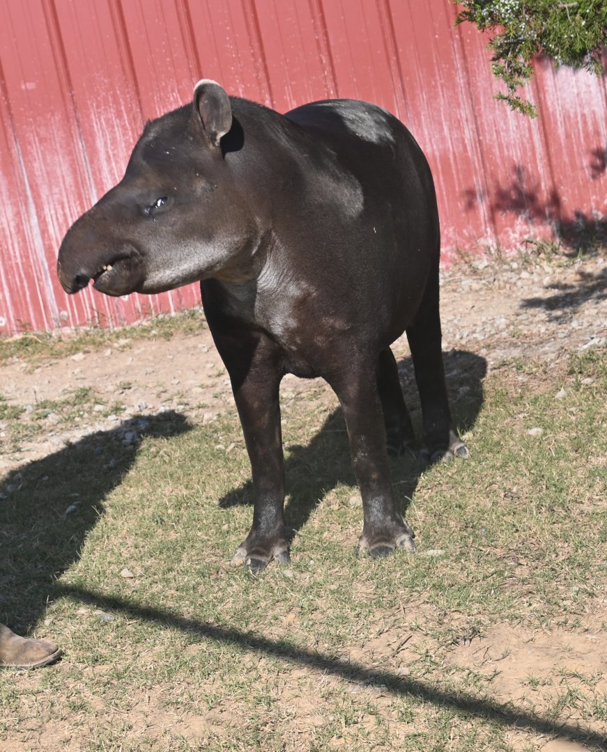 Brazilian tapir (Tapirus terrestris)