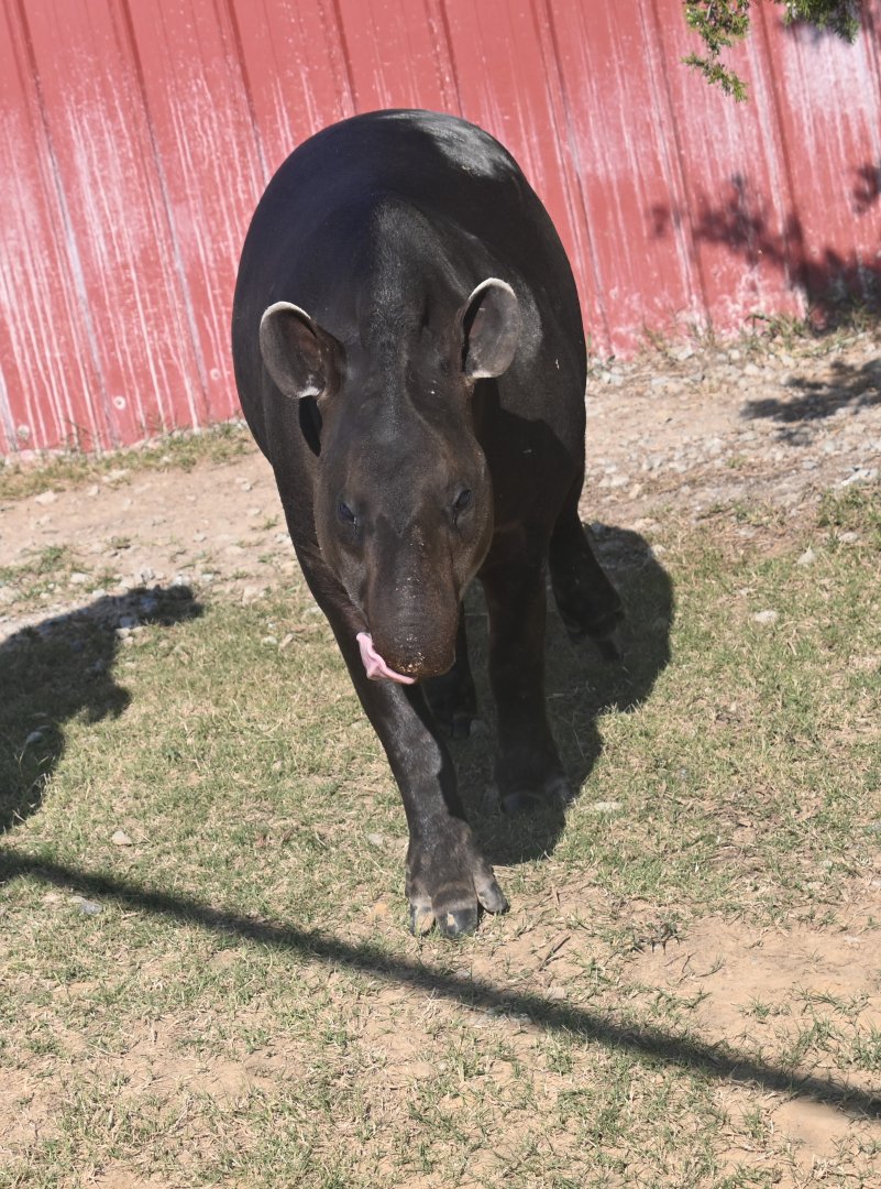 Brazilian tapir (Tapirus terrestris)