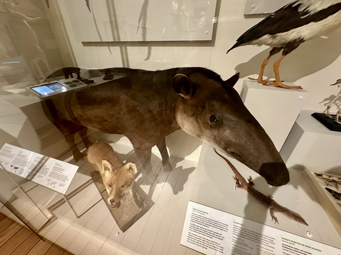 Brazilian tapir (Tapirus terrestris)