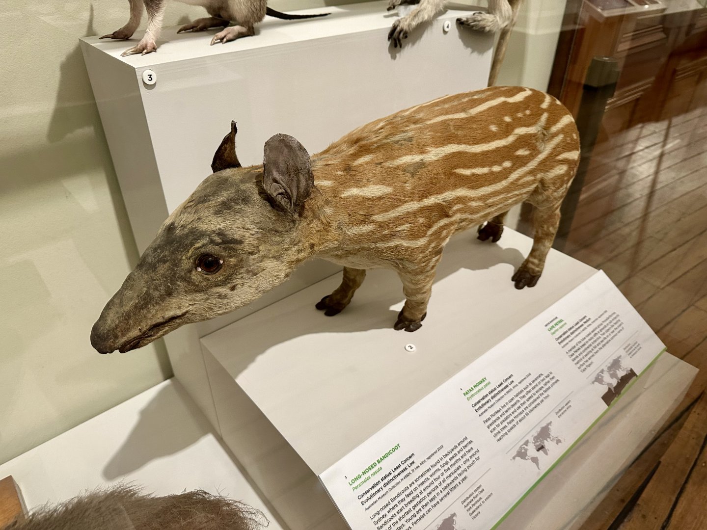 Brazilian tapir (Tapirus terrestris)