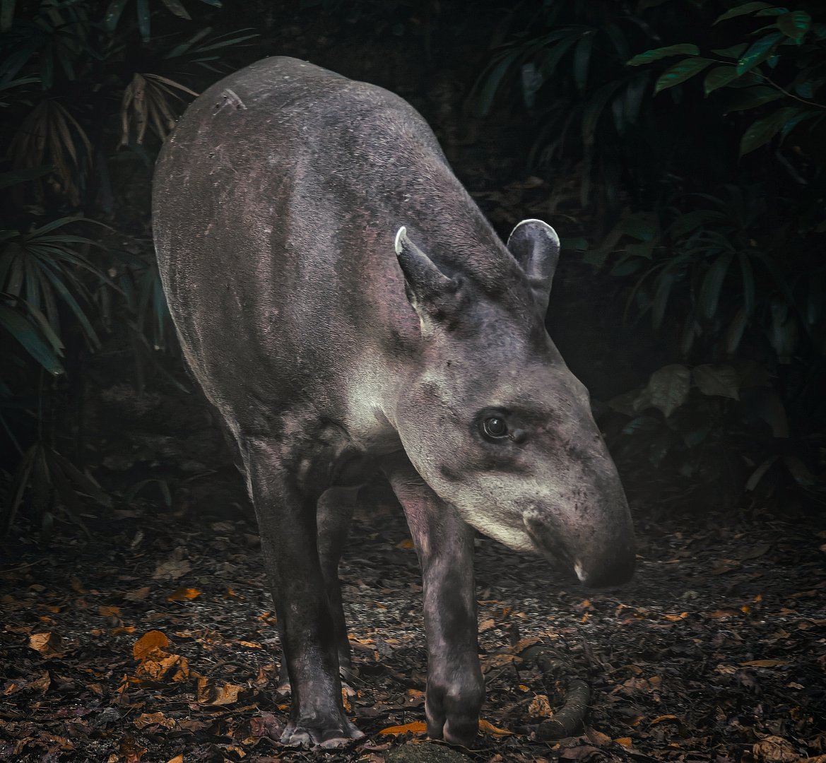 Brazilian Tapir (Tapirus terrestris)