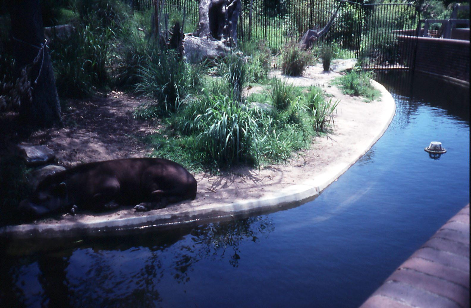 Brazilian Tapir, Taronga, Nov 1990