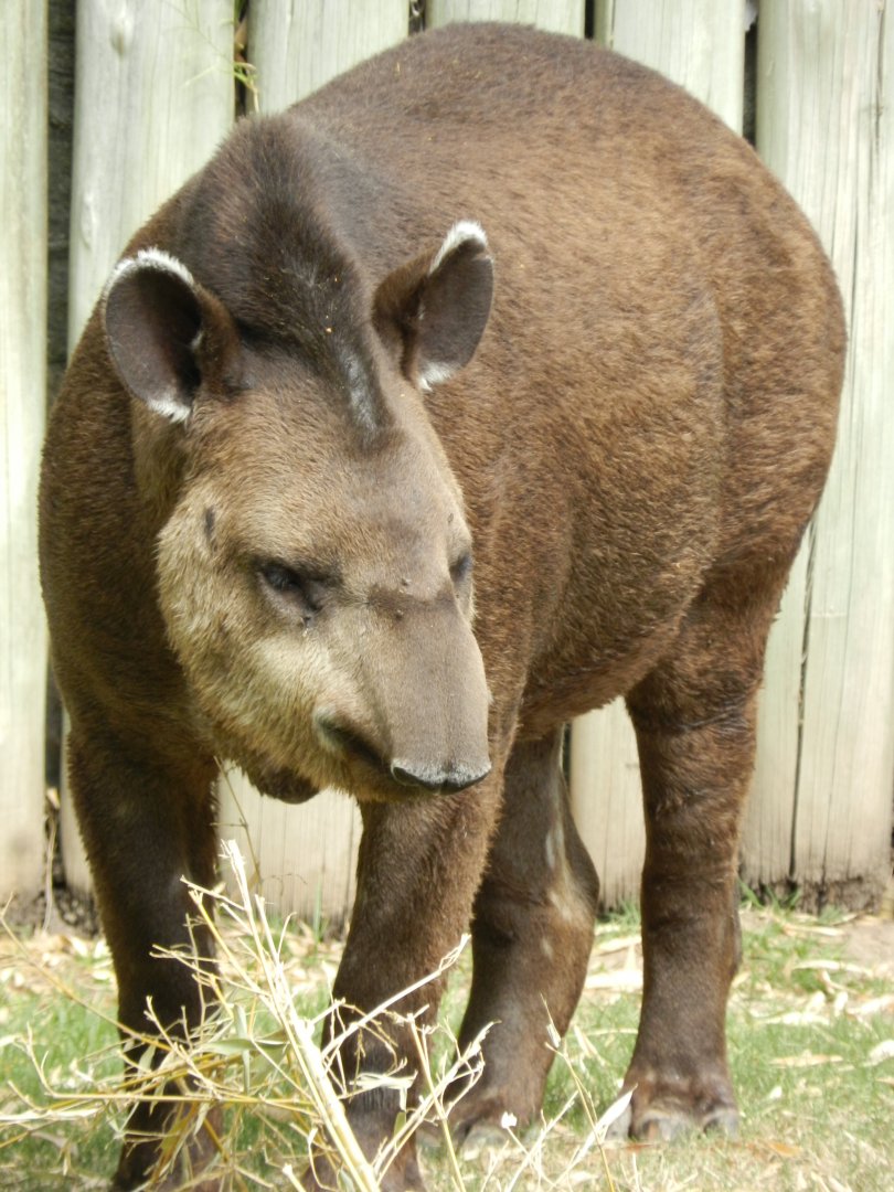 Brazilian tapir - Temaiken