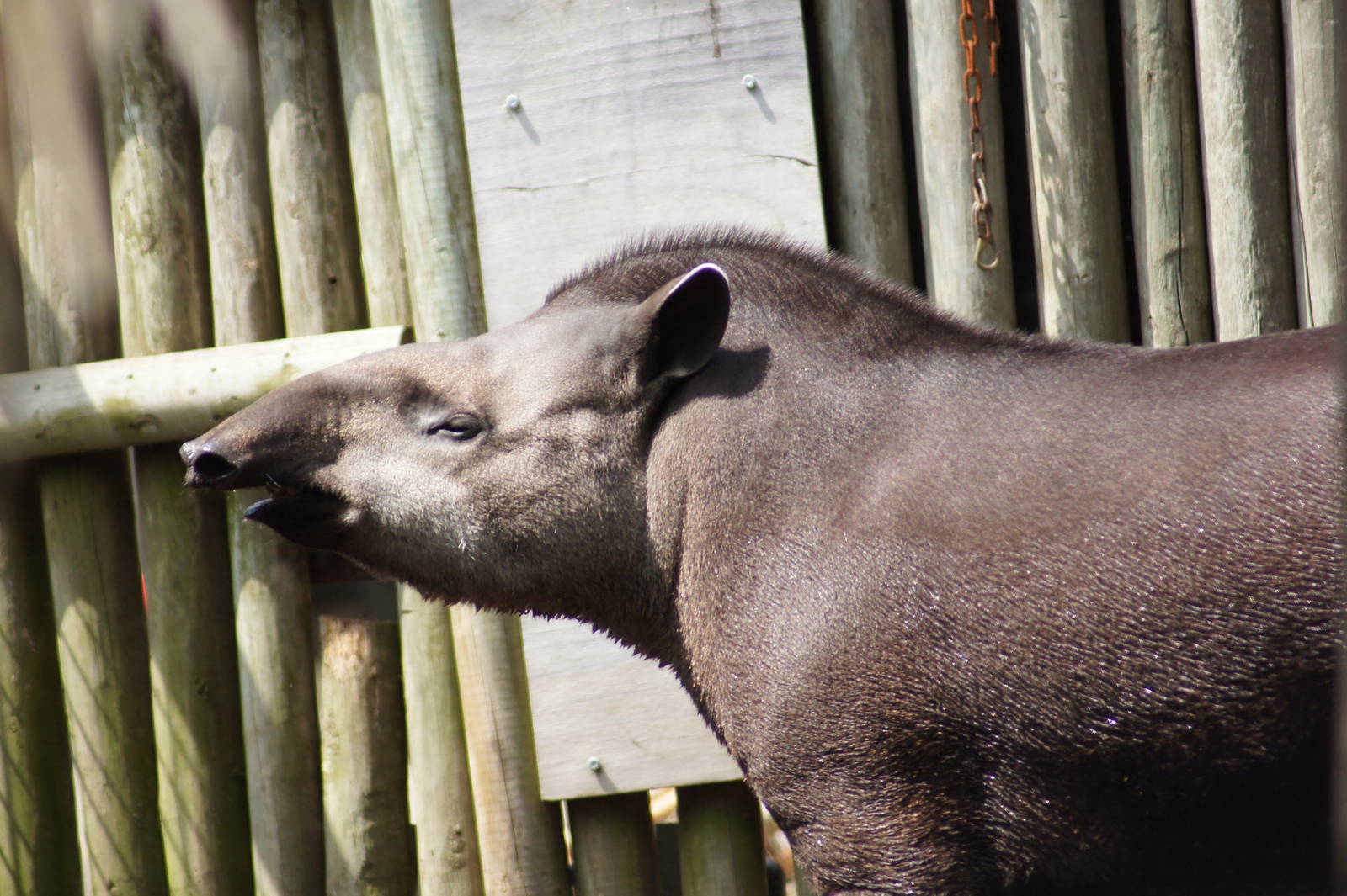 Brazilian Tapir 'Tiquie'