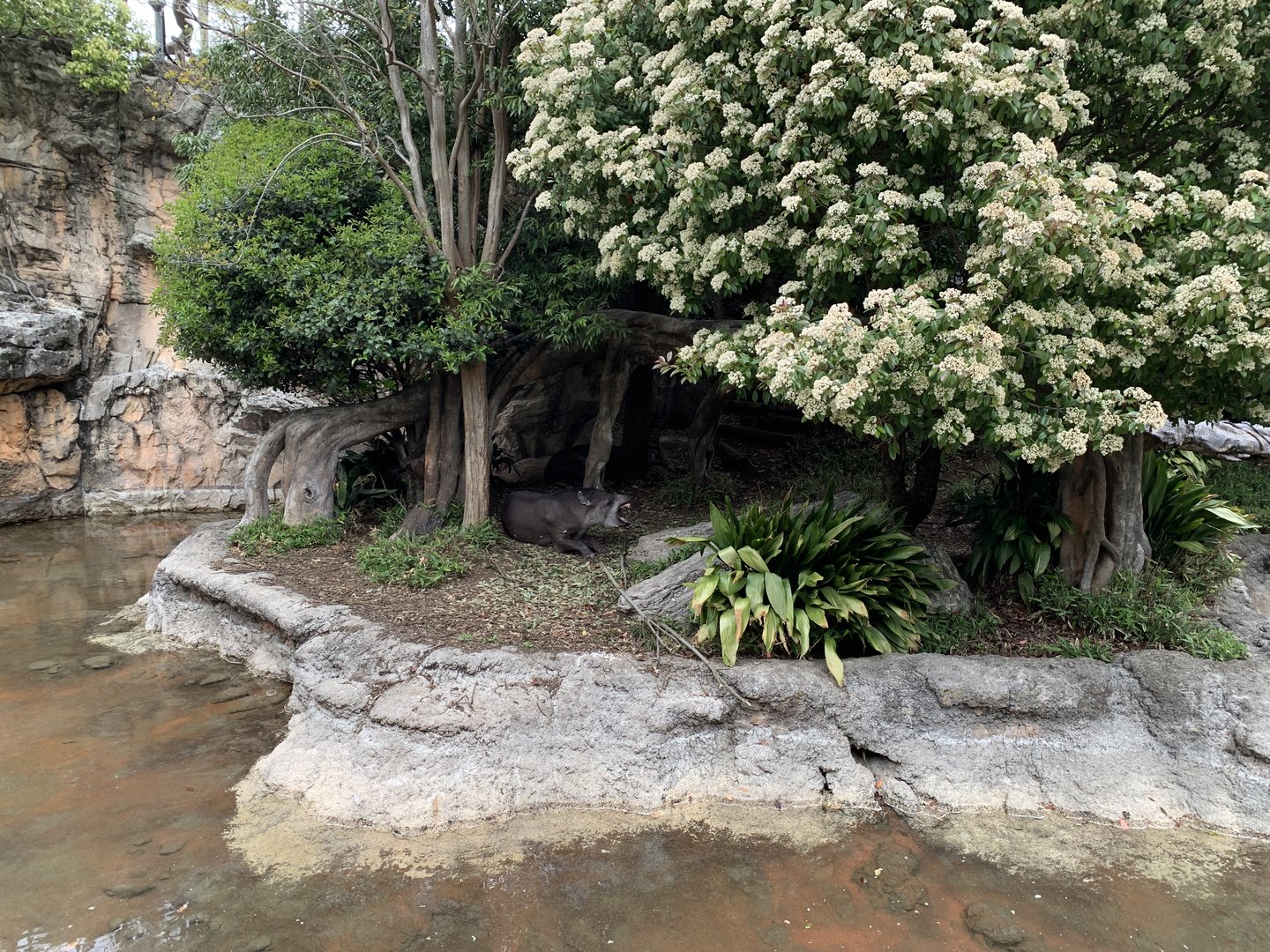 Brazilian Tapir Yawning