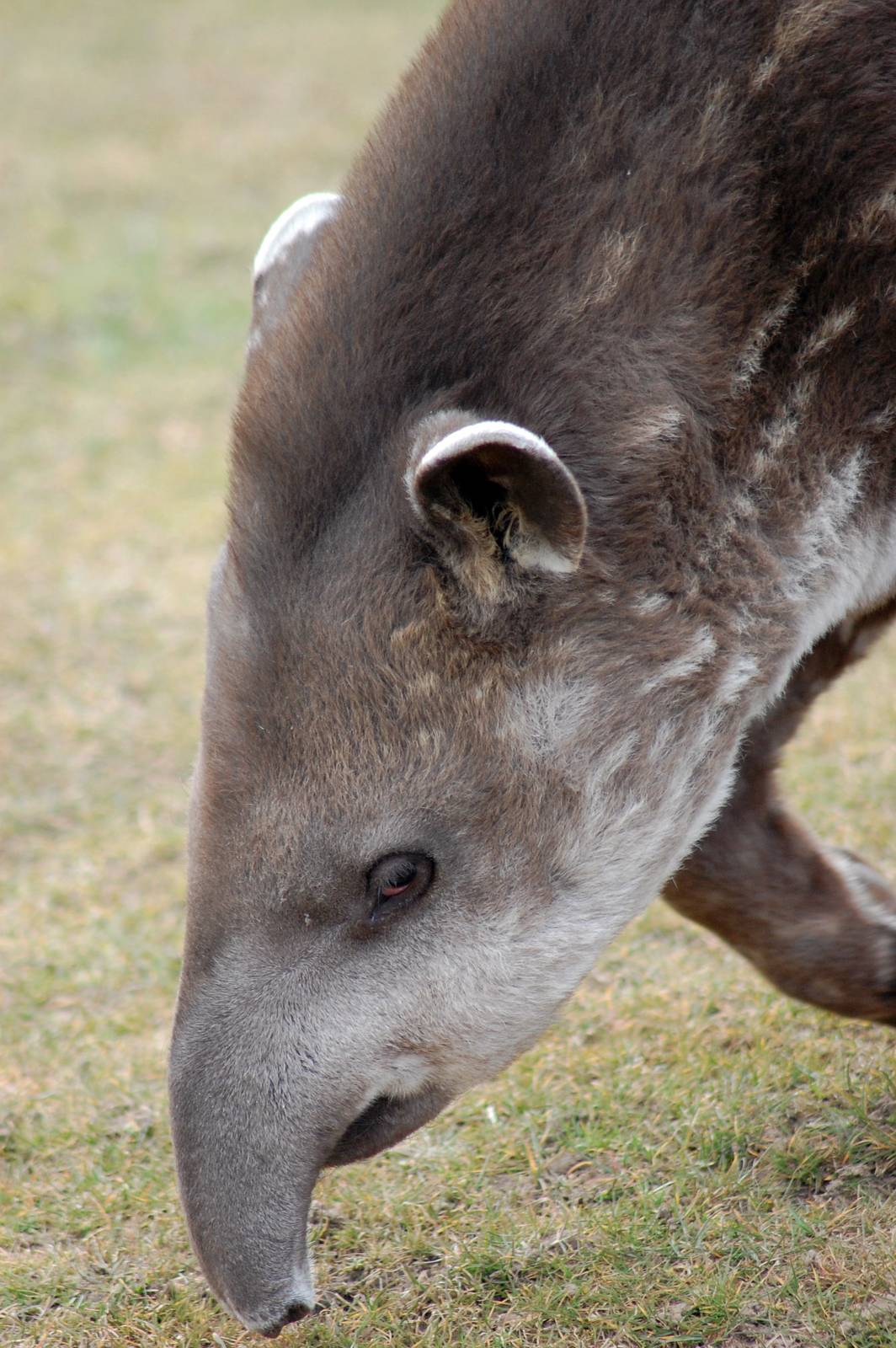 Brazilian Tapir Youngster