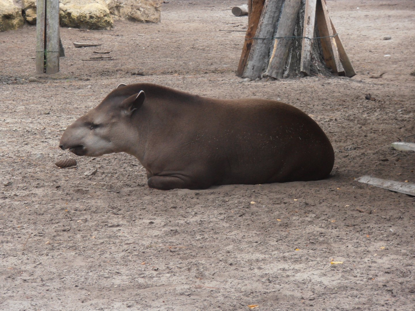 Brazilian tapir-Zoo Bassin D'Arcachon (2012)