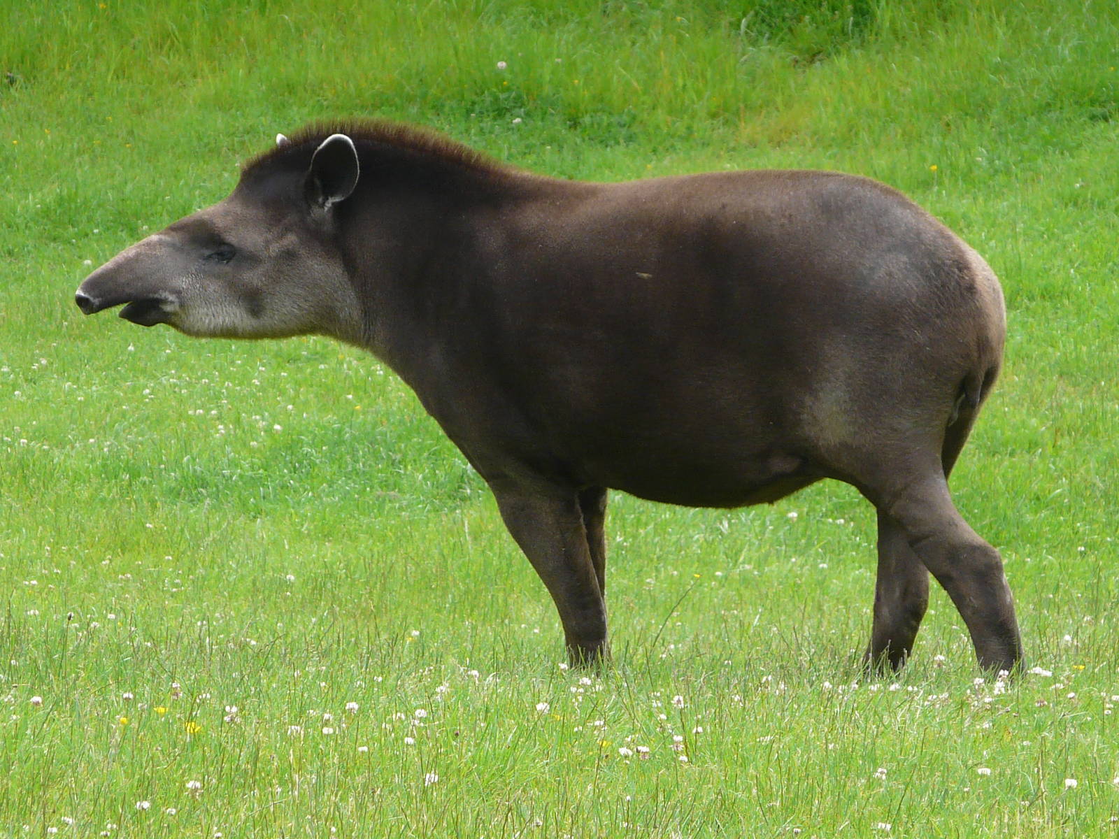 Brazilian Tapir