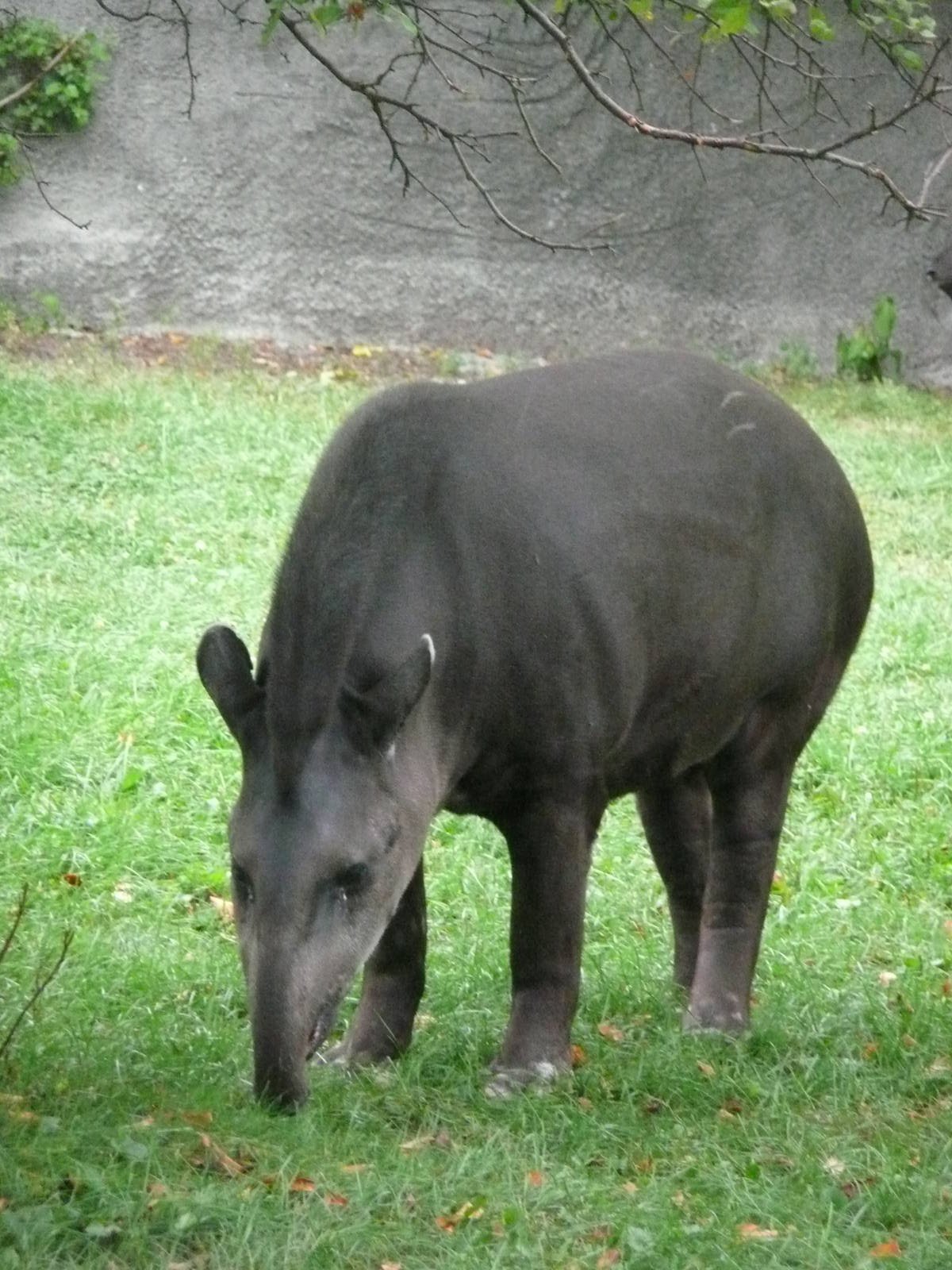 Brazilian Tapir