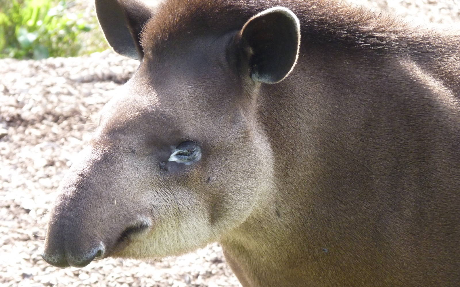 Brazilian Tapir