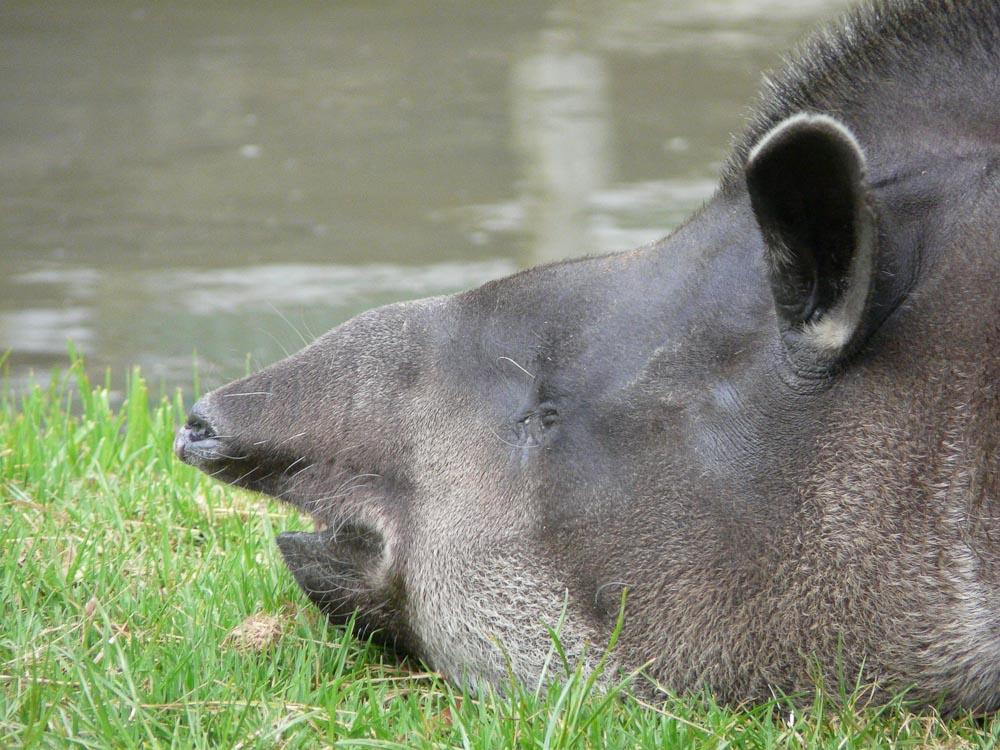 Brazilian tapir