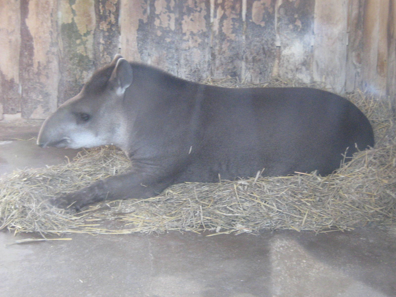 Brazilian Tapir.