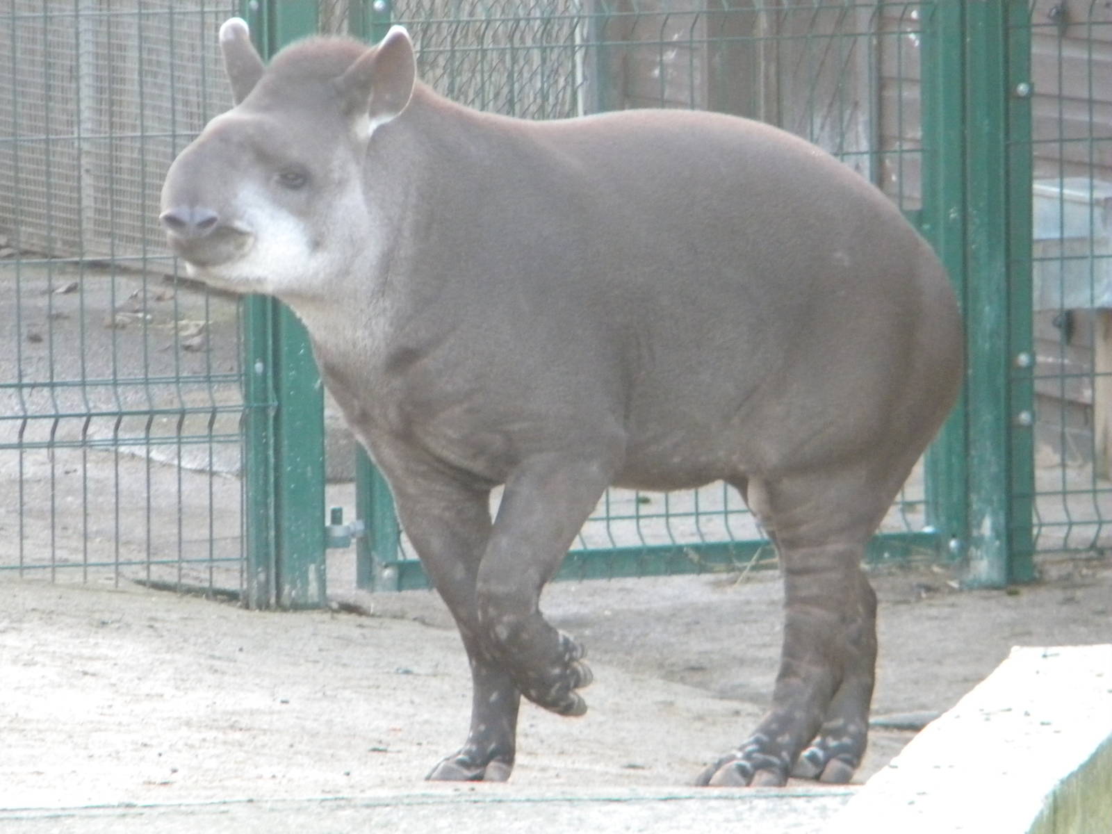 Brazilian Tapir.