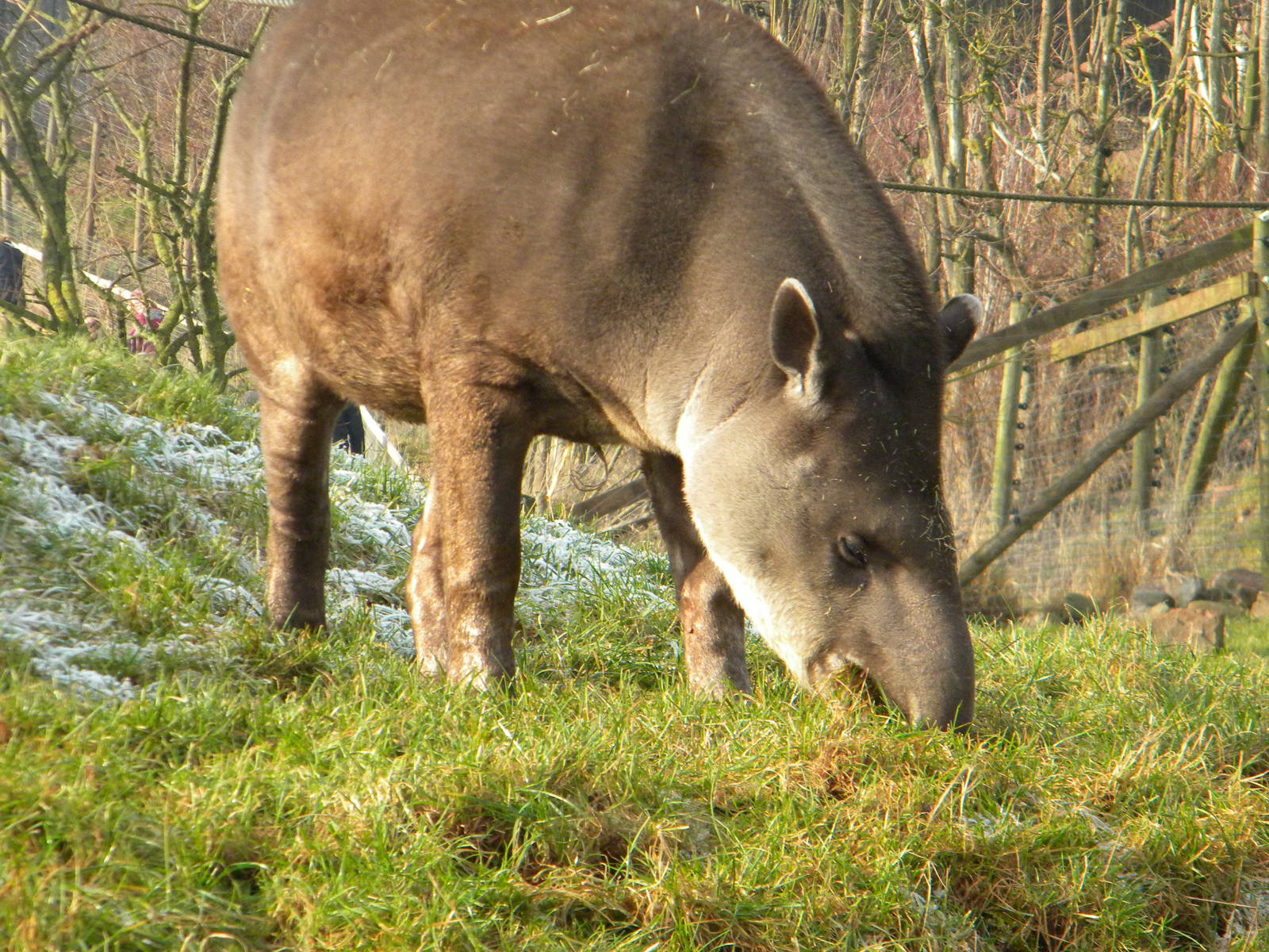 Brazilian Tapir.