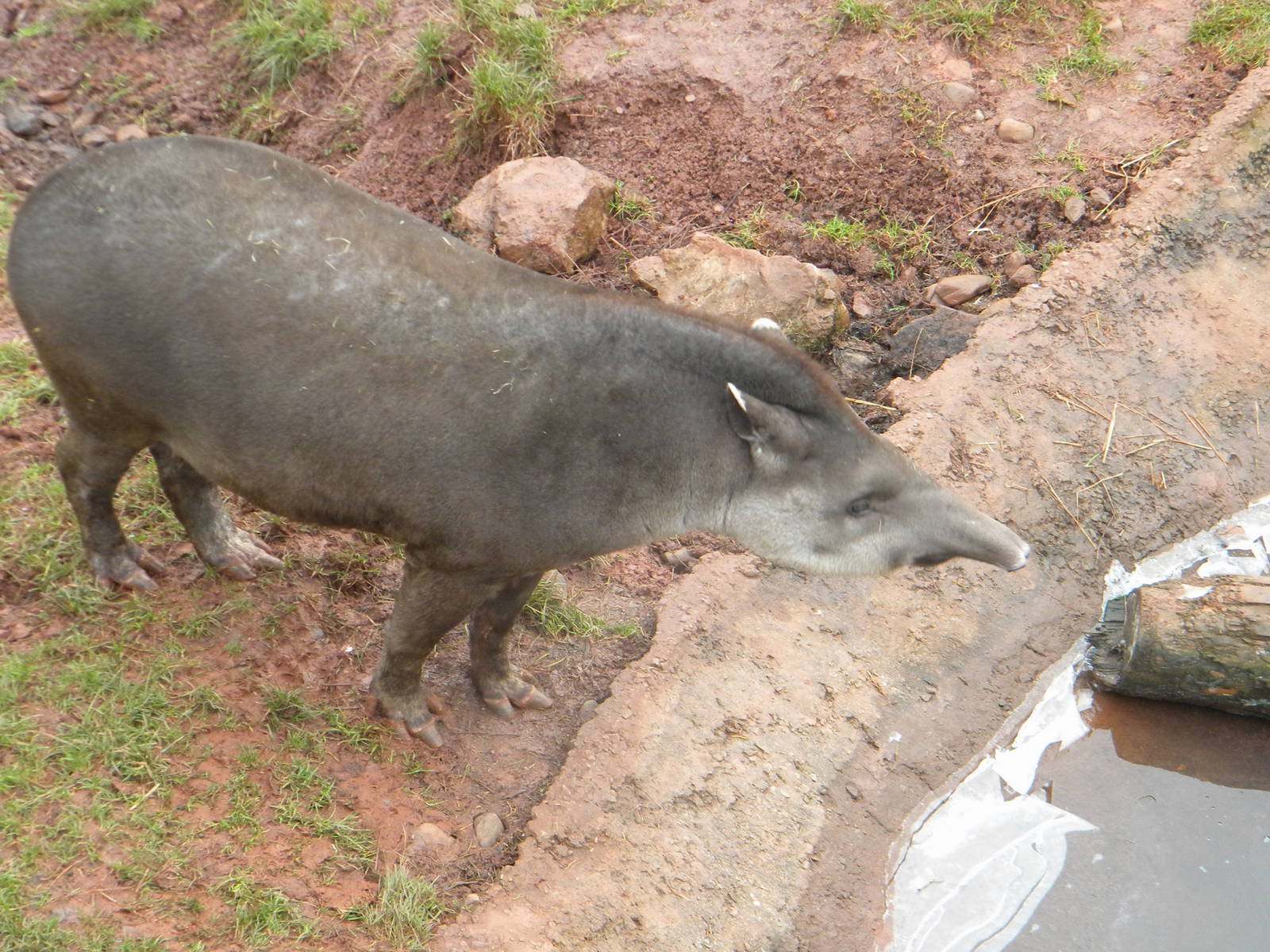 Brazilian Tapir.
