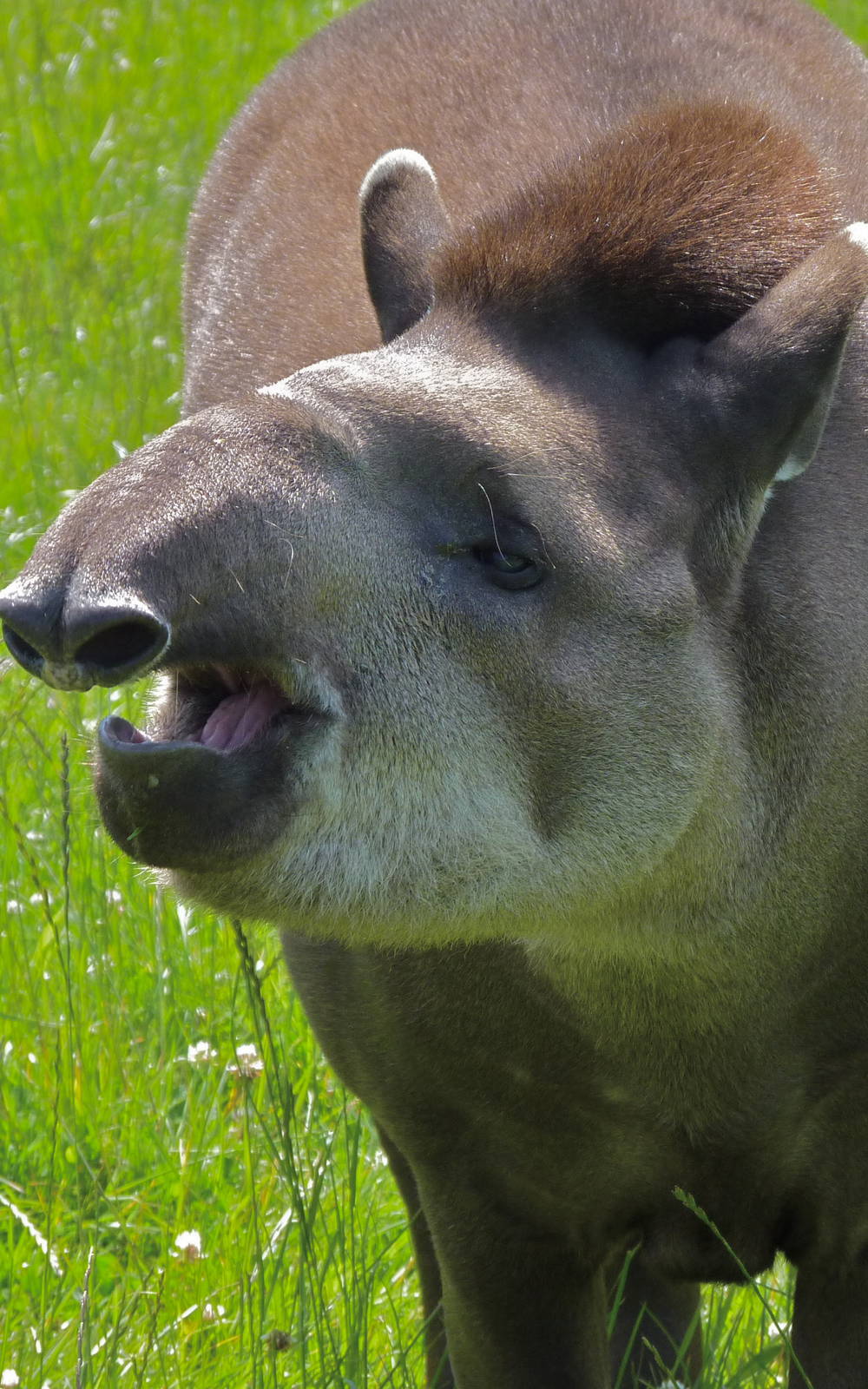 Brazilian Tapir