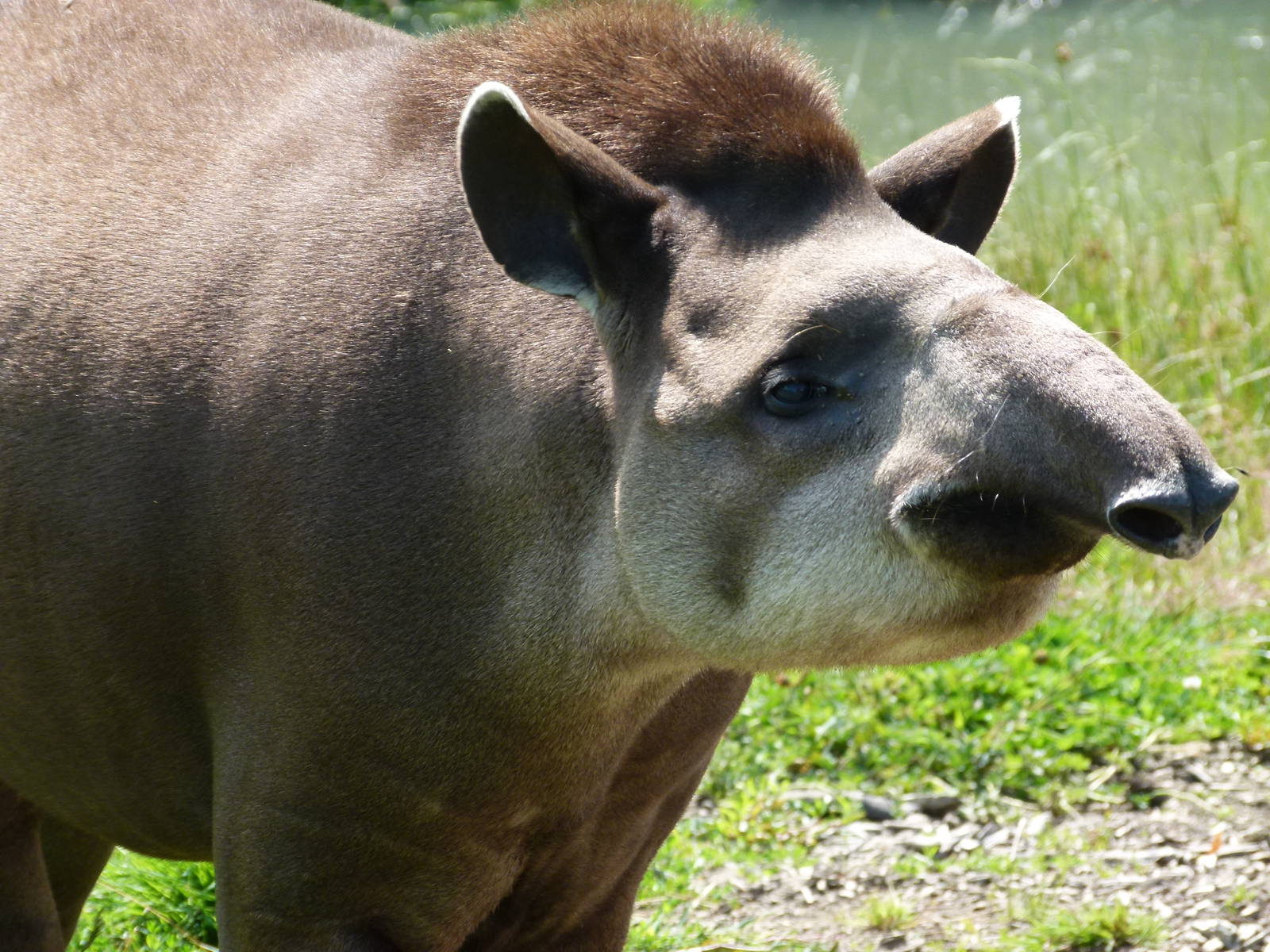 Brazilian Tapir