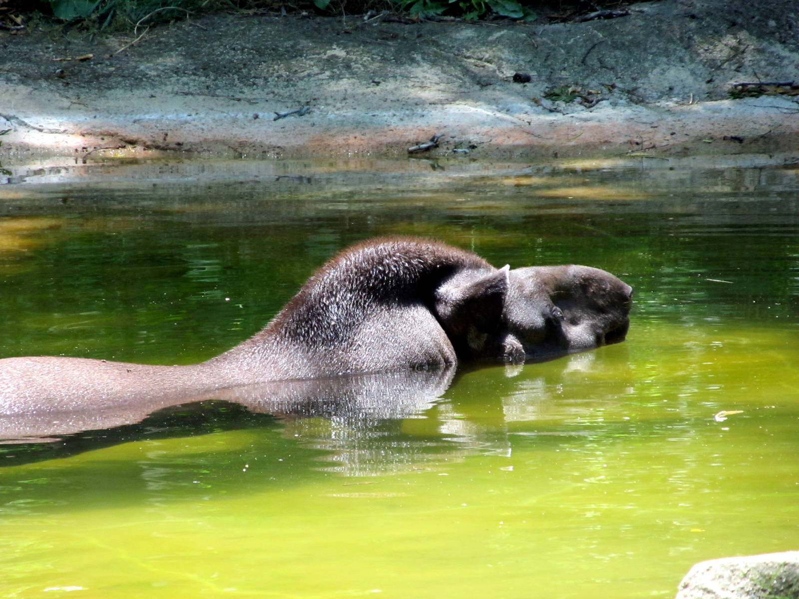 Brazilian Tapir