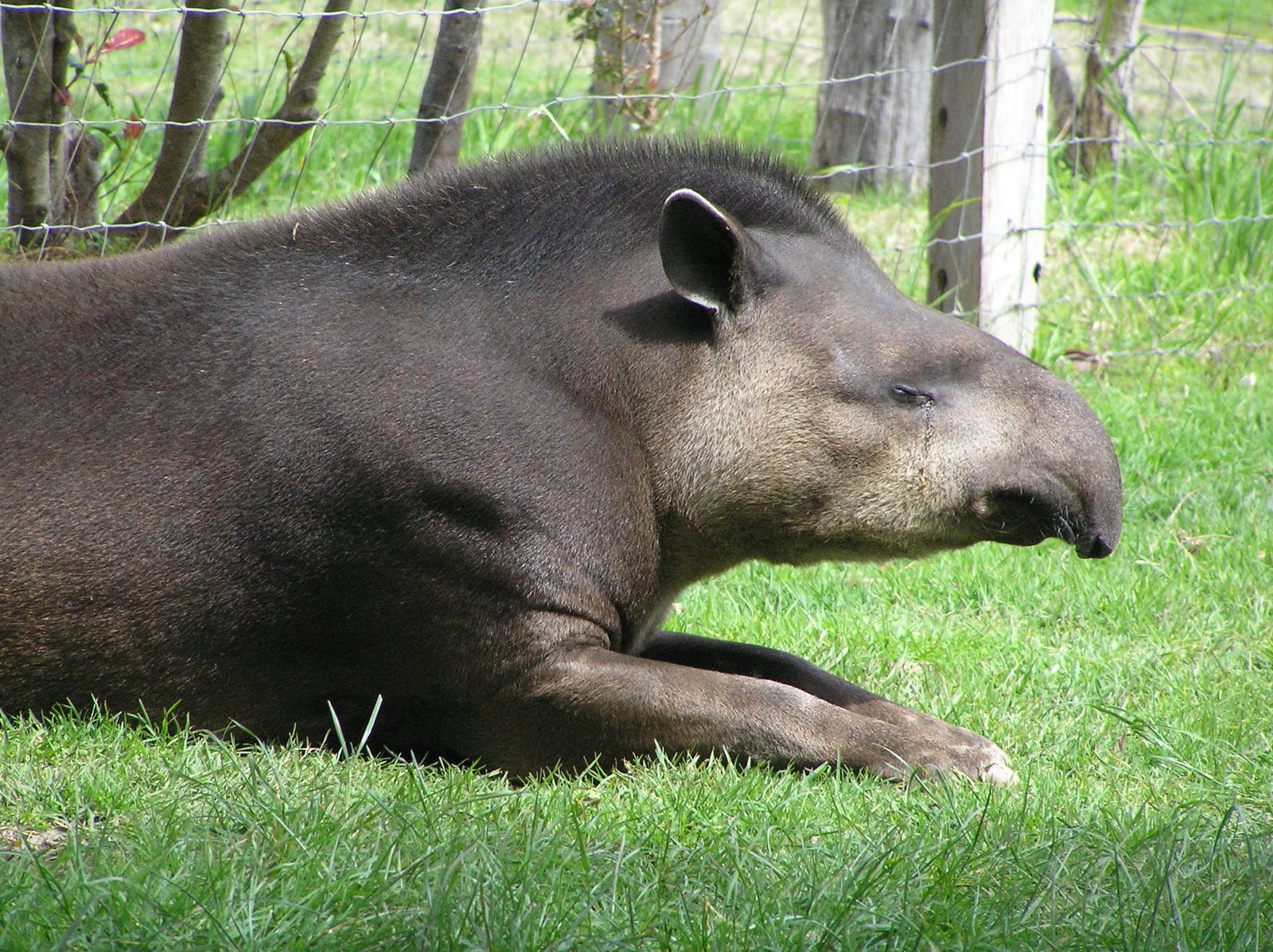 Brazilian tapir