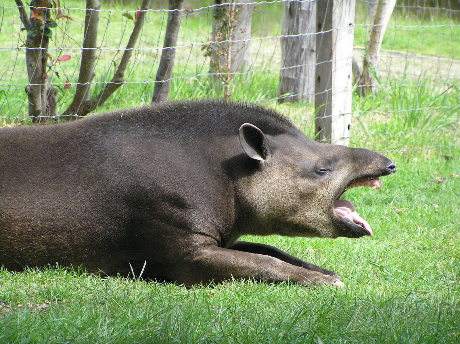Brazilian tapir