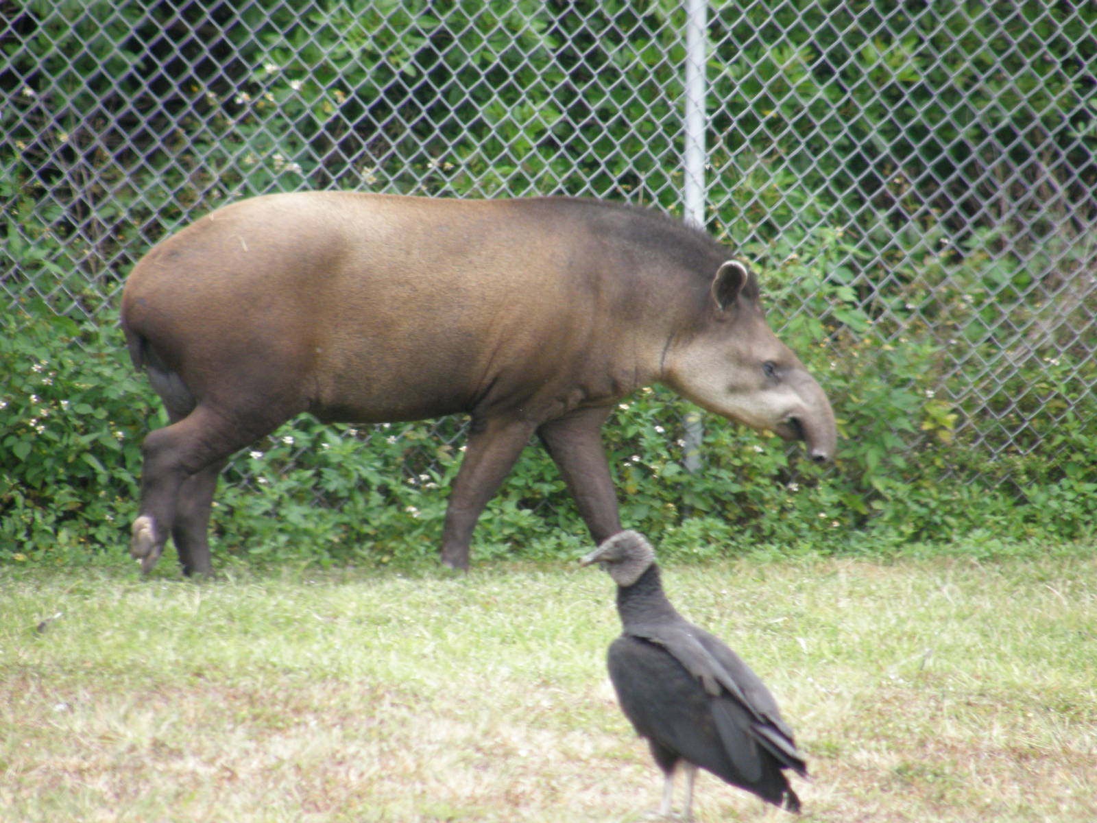 brazilian tapir