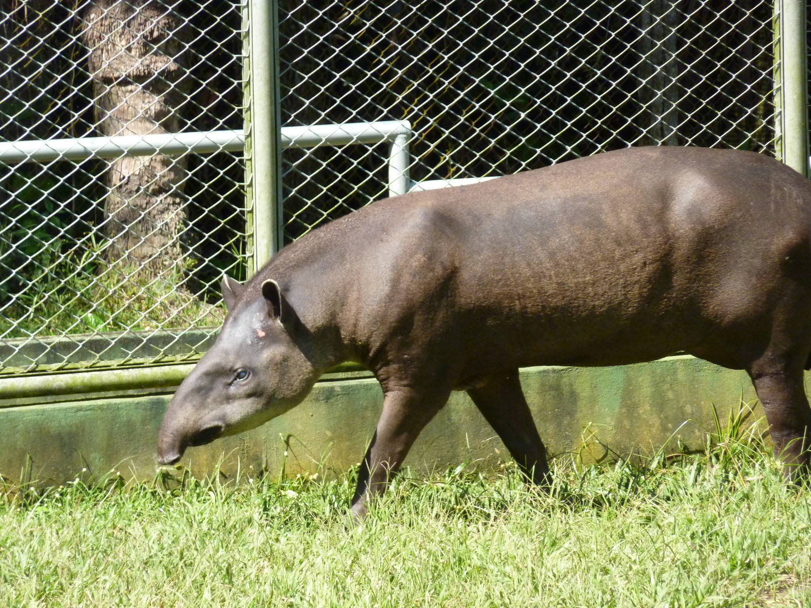 Brazilian tapir