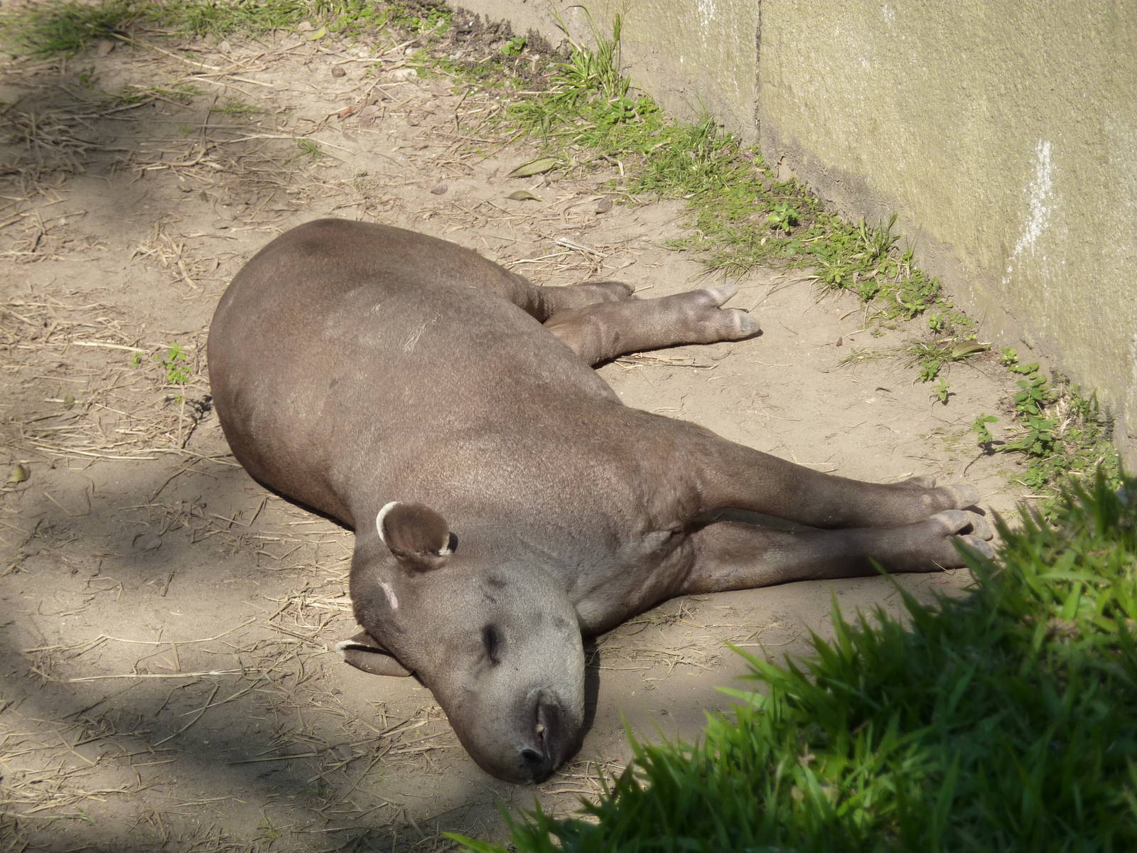 Brazilian tapir