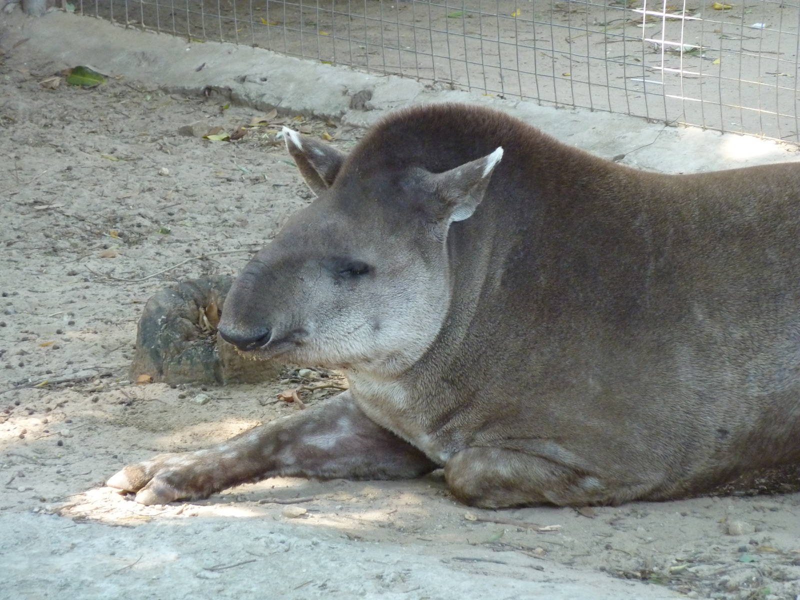Brazilian tapir