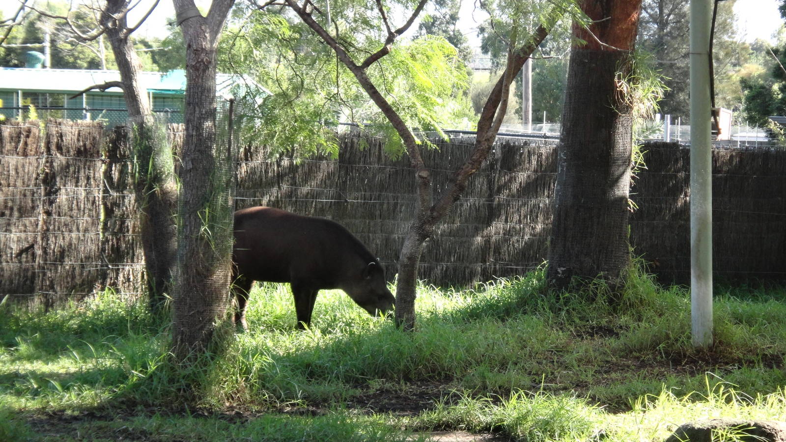 Brazilian Tapir