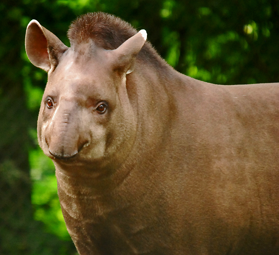 brazilian tapir