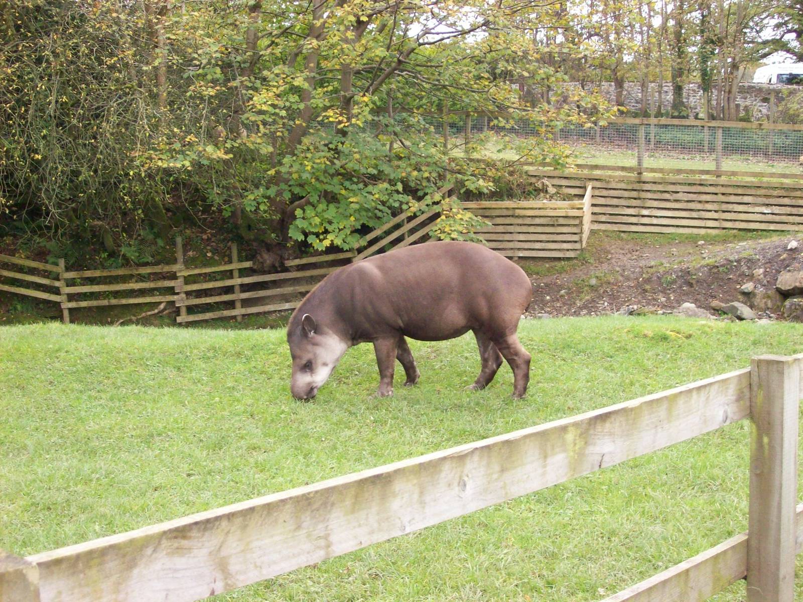 brazilian tapir