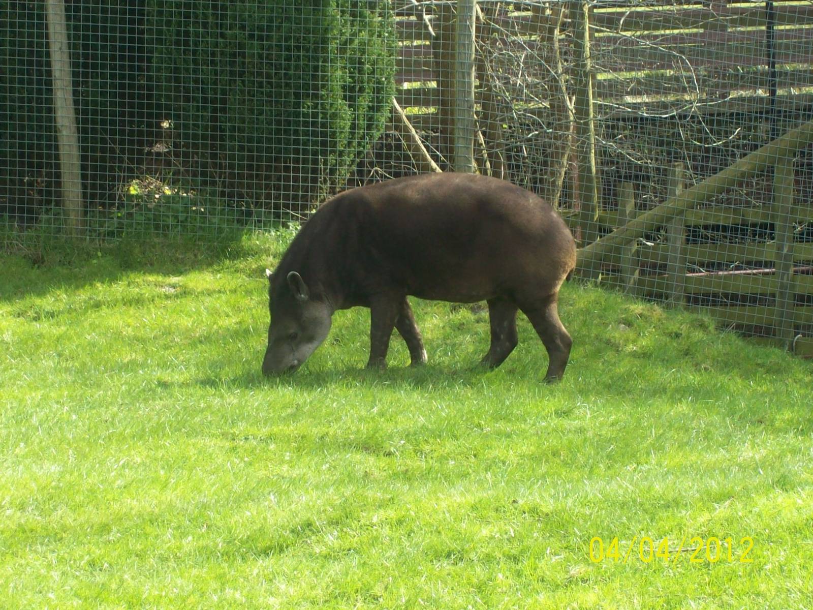 Brazilian tapir