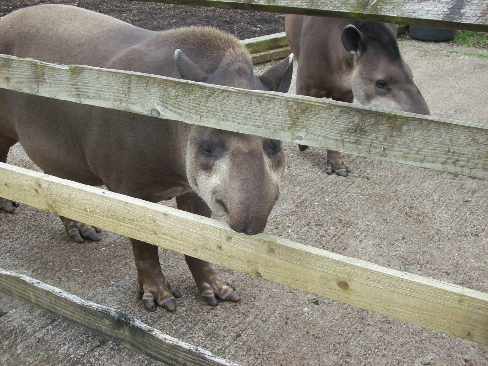 brazilian tapir