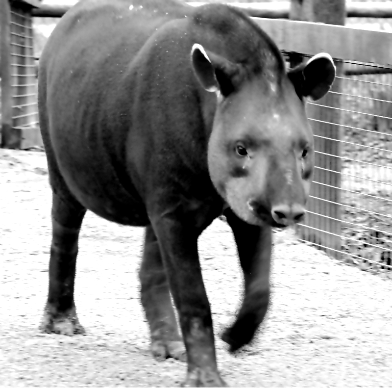 Brazilian Tapir