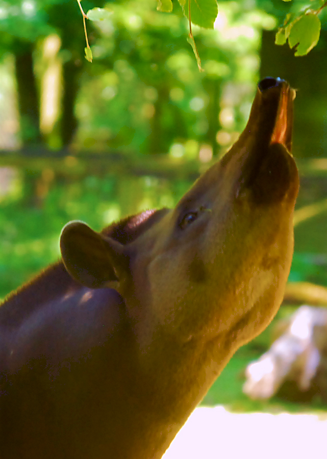 Brazilian Tapir
