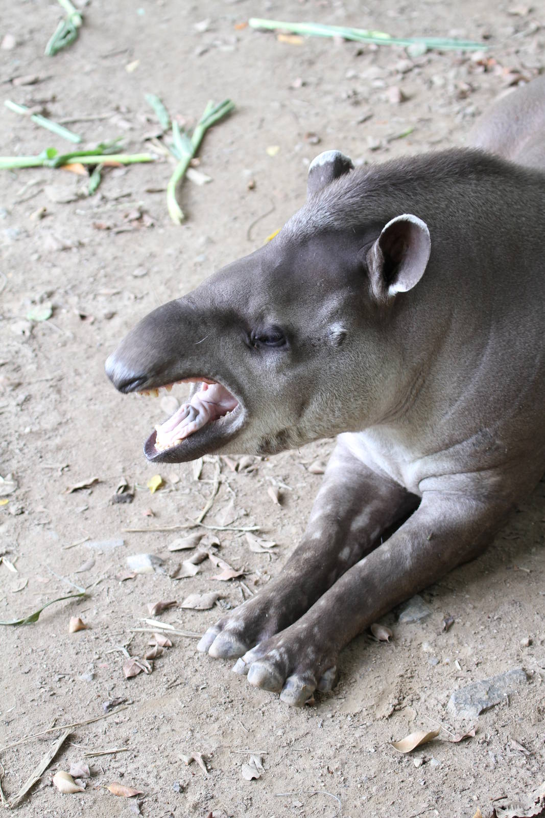 Brazilian Tapir