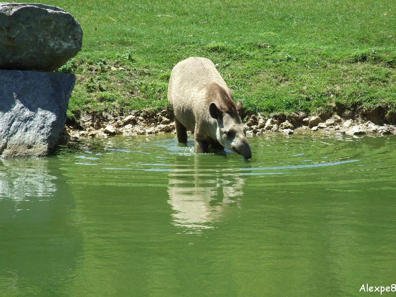 Brazilian tapir