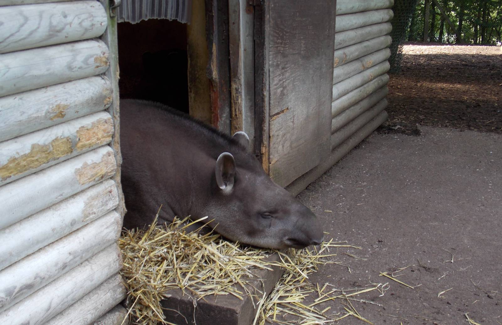 Brazilian Tapir