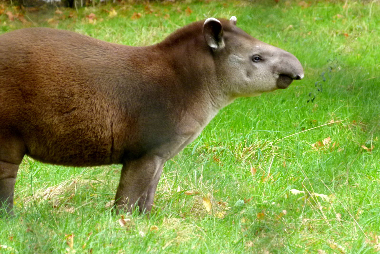 Brazilian Tapir