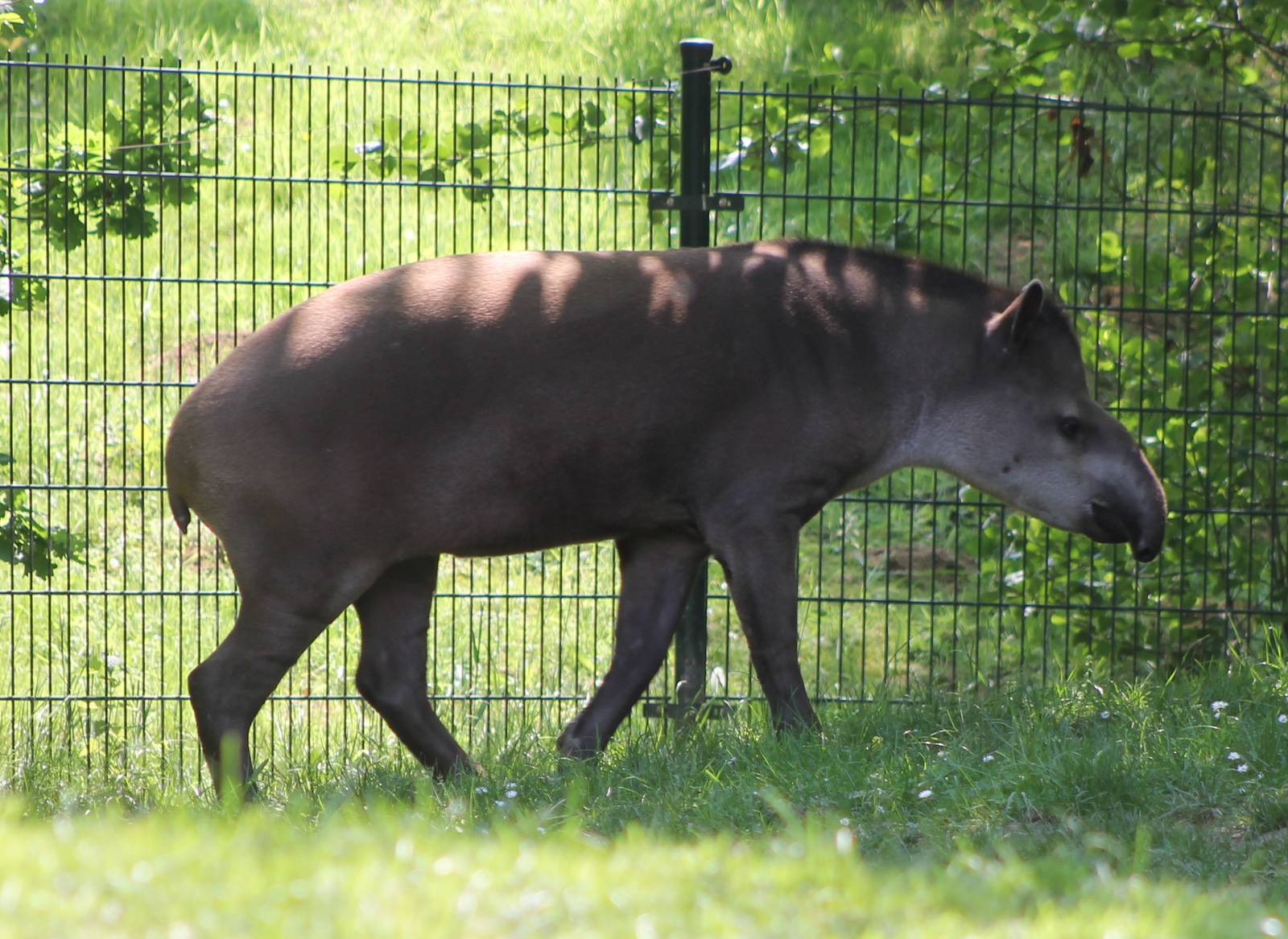 Brazilian tapir