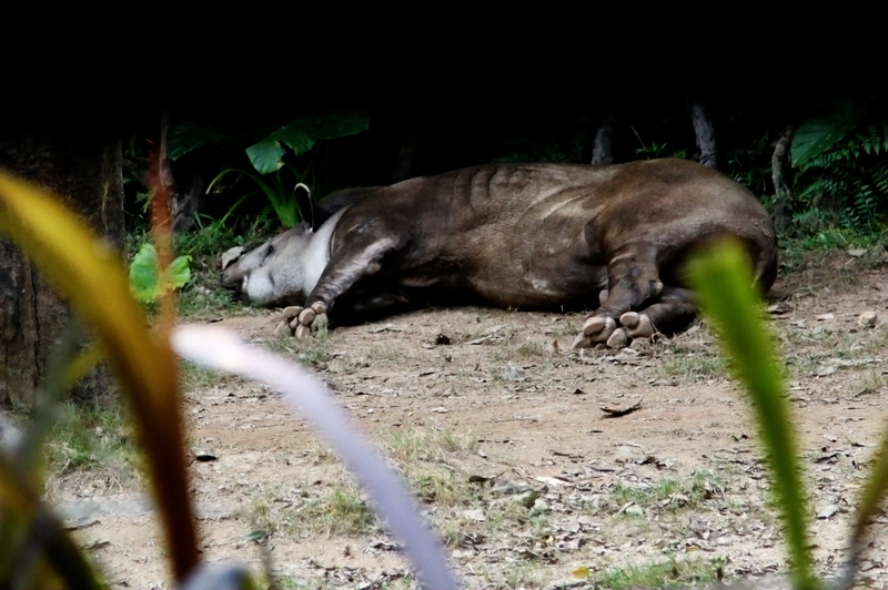 Brazilian tapir