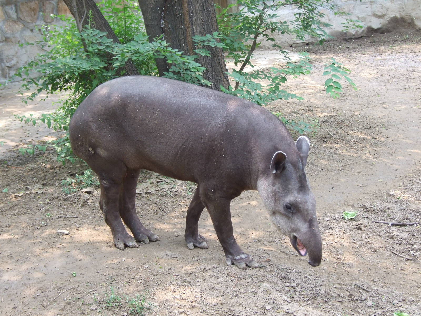 Brazilian tapir