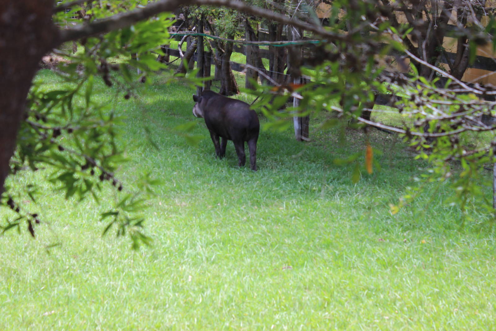 Brazilian Tapir