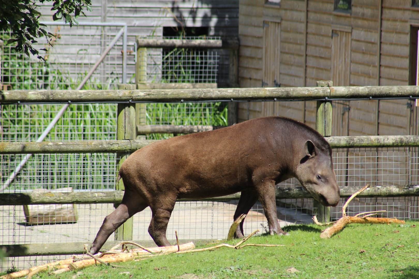 Brazilian Tapir