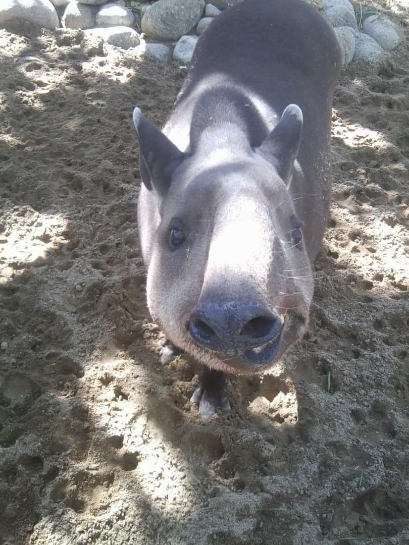 Brazilian tapir