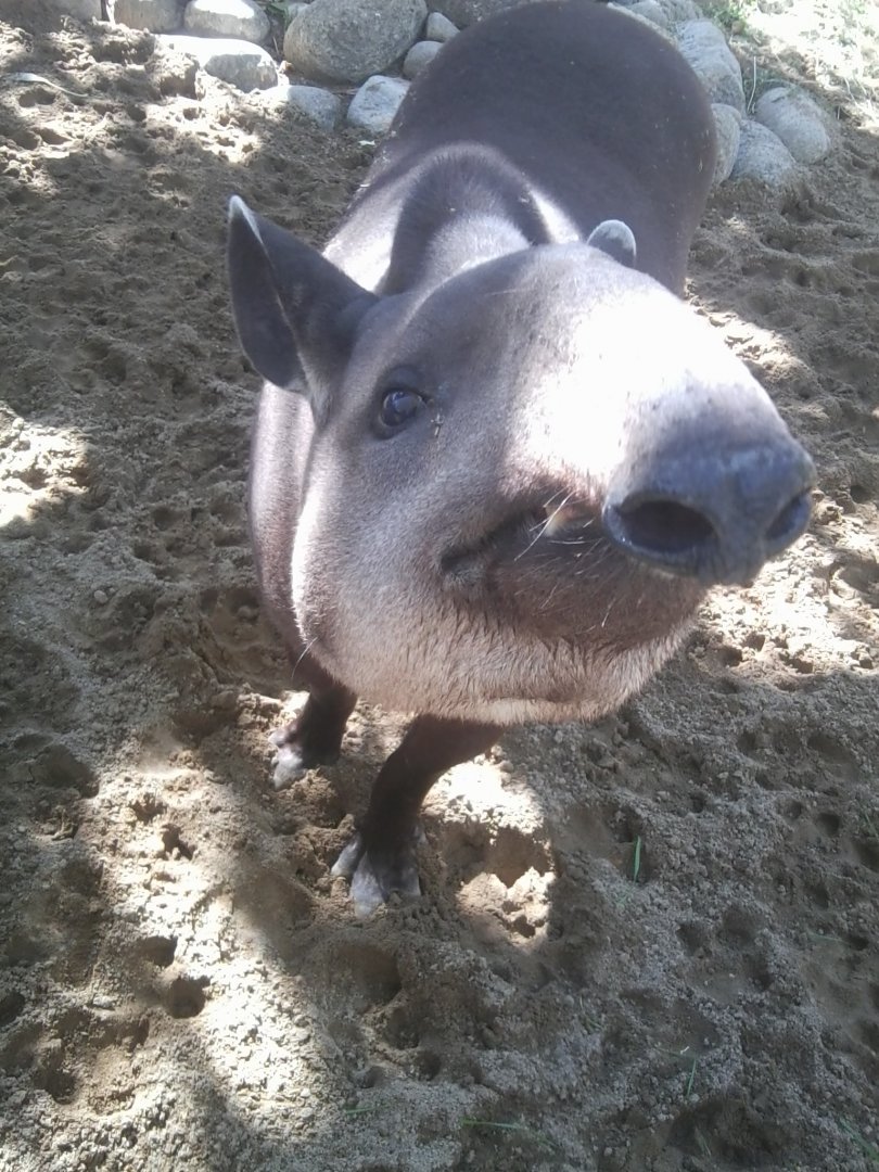 Brazilian tapir